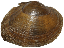 Fusconaia masoni