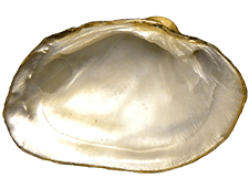 Fusconaia mitchelli