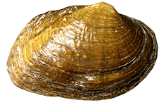 Fusconaia mitchelli