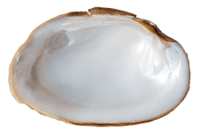 Fusconaia ozarkensis
