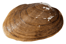 Fusconaia ozarkensis