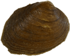 Fusconaia subrotunda