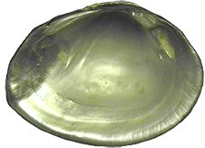 Glebula rotundata
