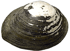 Glebula rotundata
