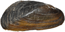 Gonidea angulata