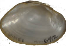 Hamiota altilis female inner