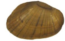 Hamiota altilis female outer