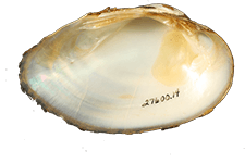 Hamiota altilis male inner 