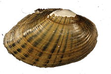 Hamiota altilis male outer