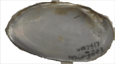 Hamiota australis female inner