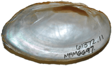 Hamiota australis male inner 