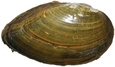 Hamiota australis male outer