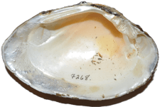 Hamiota perovalis female inner