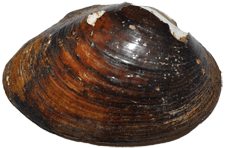Hamiota perovalis male outer