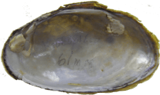 Hamiota subangulata female inner