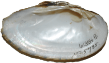 Hamiota subangulata male inner 