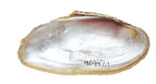Hemistena lata