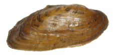 Hemistena lata