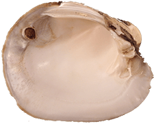 Lampsilis abrupta female inner