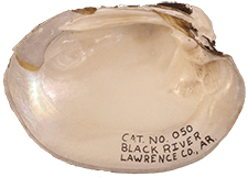 Lampsilis abrupta male inner 