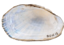 Lampsilis bergmanni female inner