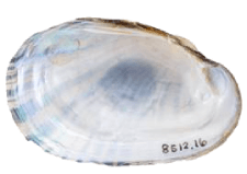 Lampsilis bergmanni male inner 
