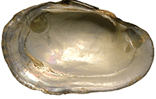 Lampsilis bracteata female inner