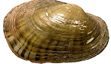 Lampsilis bracteata female outer