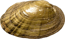 Lampsilis bracteata male outer