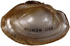 Lampsilis brittsi male inner 