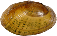 Lampsilis brittsi male outer