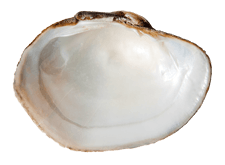 Lampsilis cardium female inner