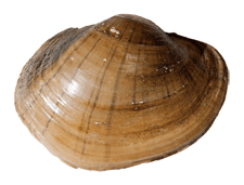 Lampsilis cardium female outer