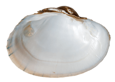 Lampsilis cardium male inner 