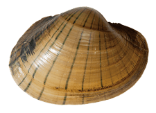 Lampsilis cardium male outer