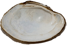 Lampsilis cariosa male inner 