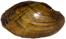 Lampsilis cariosa male outer