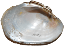 Lampsilis dolabraeformis female inner