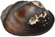 Lampsilis dolabraeformis female outer
