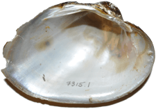 Lampsilis dolabraeformis male inner 