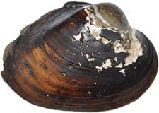 Lampsilis dolabraeformis male outer