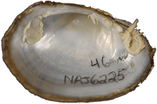 Lampsilis fasciola female inner