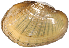 Lampsilis fasciola female outer