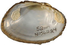 Lampsilis fasciola male inner 