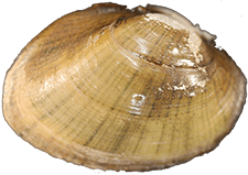 Lampsilis fasciola male outer