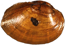 Lampsilis higginsii female outer