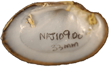 Lampsilis higginsii male inner 