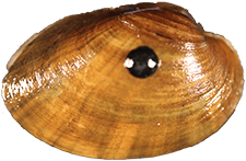 Lampsilis higginsii male outer
