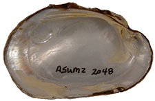 Lampsilis hydiana female inner