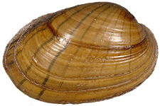 Lampsilis hydiana female outer